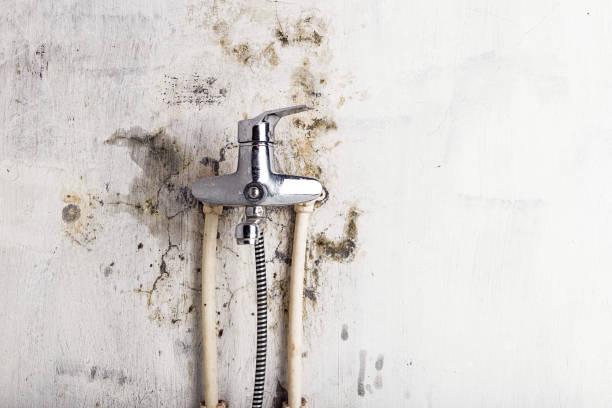 Best Black Mold Removal  in Somerville, TX