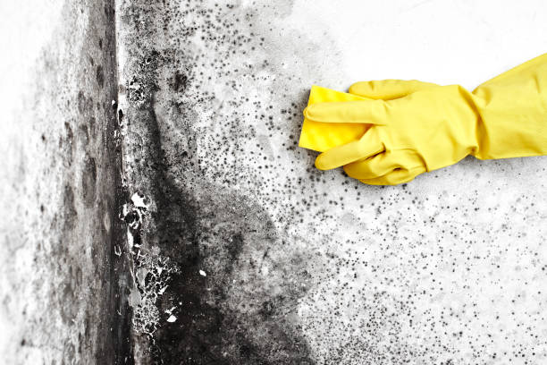 Best Affordable Mold Removal  in Somerville, TX