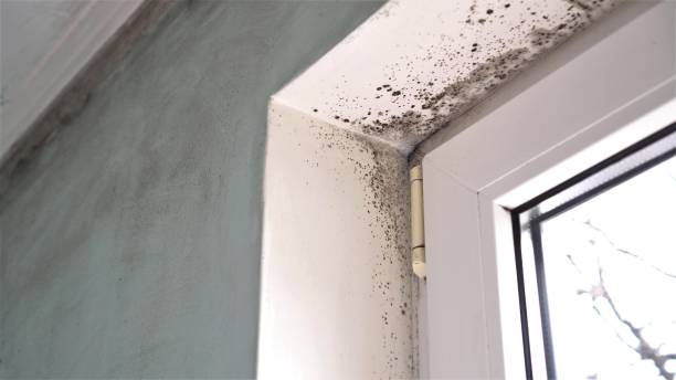Best Residential Mold Removal  in Somerville, TX