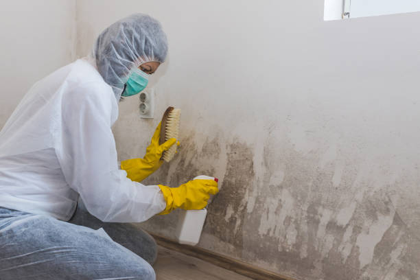 Best Mold Cleaning Services  in Somerville, TX