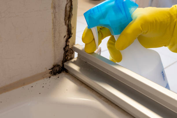 Best Mold Remediation Experts  in Somerville, TX