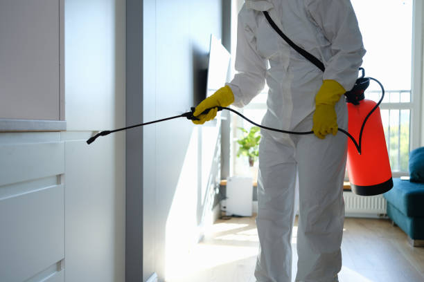 Best Mold Removal Company Near Me  in Somerville, TX