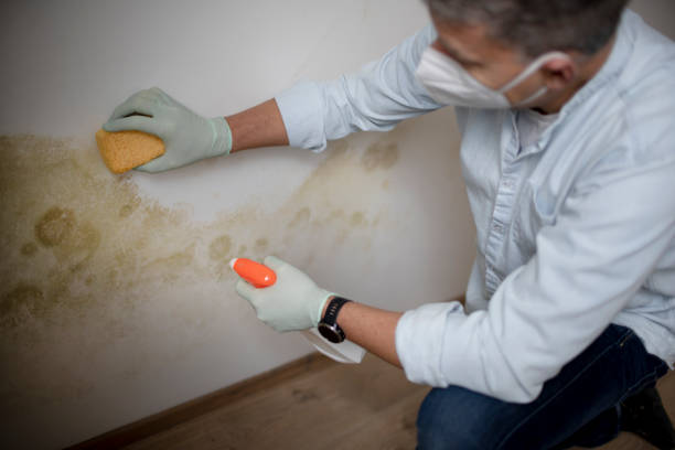 Best Home Mold Removal  in Somerville, TX