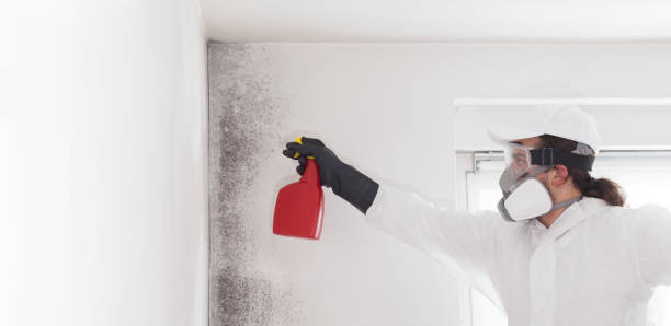 Best Black Mold Removal  in Somerville, TX