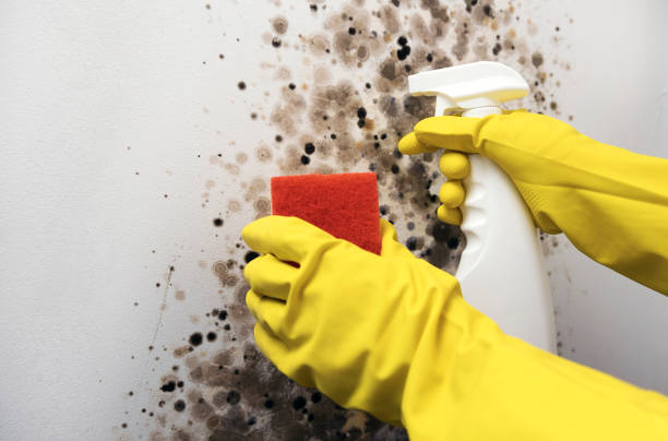 Professional Mold Removal in Somerville, TX