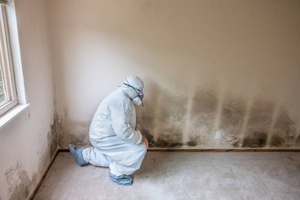 Office Mold Removal Services in Somerville, TX