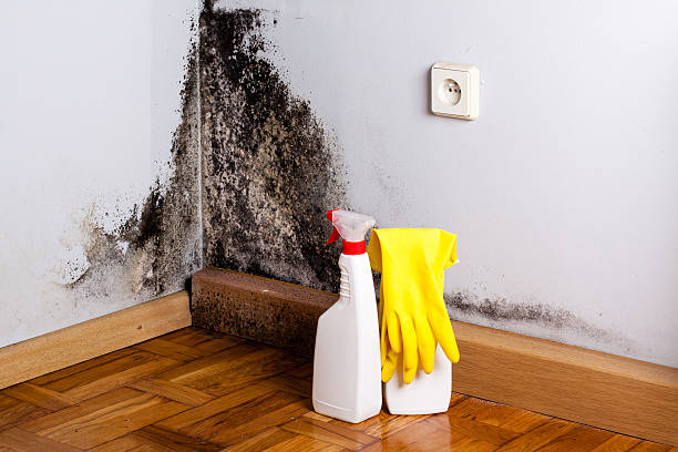 Best Mold Damage Repair  in Somerville, TX